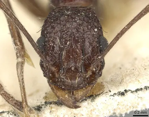 Tetramorium perlongum - CASENT0915422