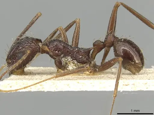 Tetramorium perlongum - CASENT0915422