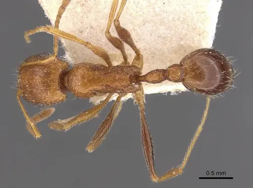 Tetramorium petersi specimen