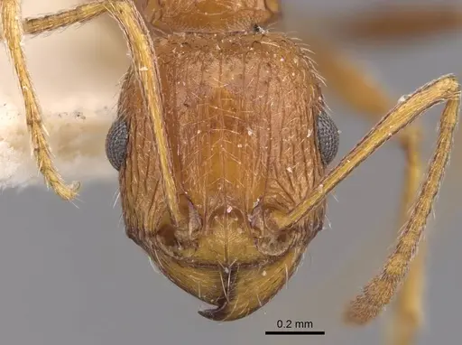 Tetramorium petersi specimen