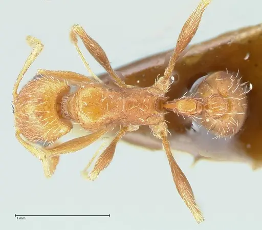 Tetramorium petersi - FOCOL2092