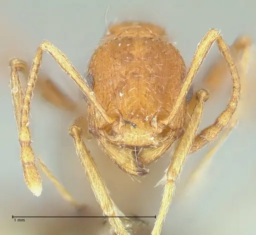 Tetramorium petersi - FOCOL2092
