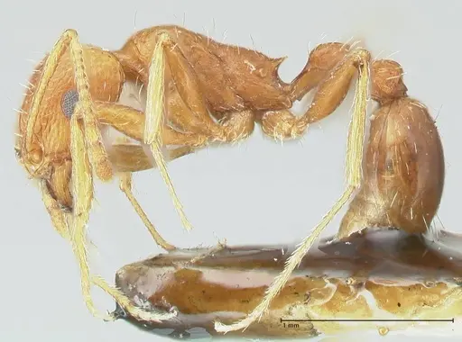 Tetramorium petersi - FOCOL2092