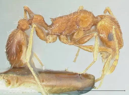 Tetramorium petersi - FOCOL2092