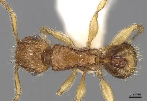 Tetramorium peutli specimen
