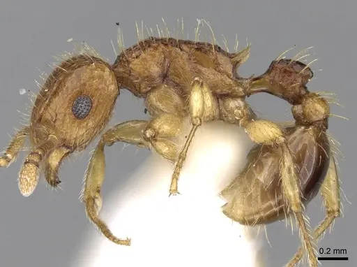 Tetramorium peutli specimen