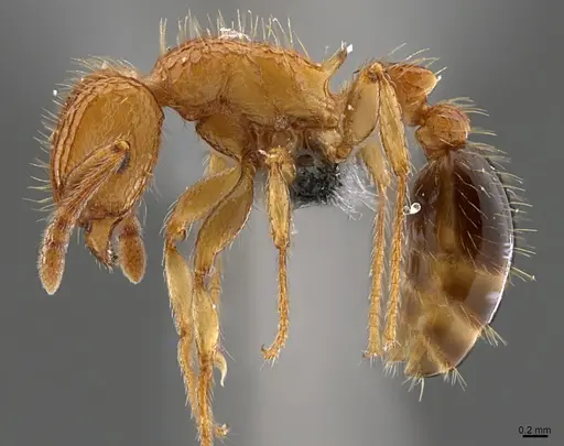 Tetramorium peutli - CASENT0372577