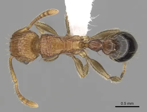 Tetramorium peutli - CASENT0411772