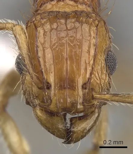 Tetramorium peutli - CASENT0411772