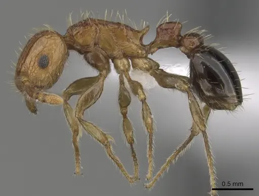 Tetramorium peutli - CASENT0411772