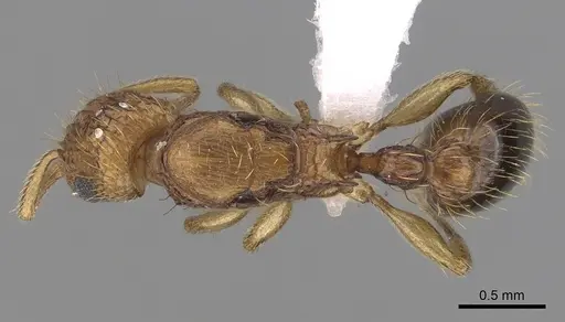 Tetramorium peutli - CASENT0413122