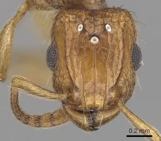 Tetramorium peutli - CASENT0413122