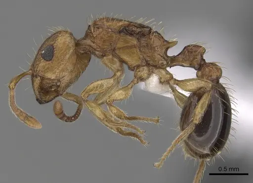 Tetramorium peutli - CASENT0413122