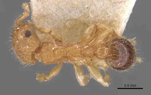 Tetramorium peutli - CASENT0909111