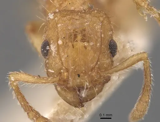 Tetramorium peutli - CASENT0909111