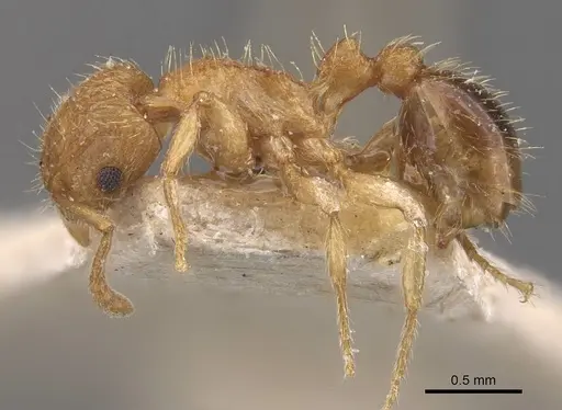Tetramorium peutli - CASENT0909111