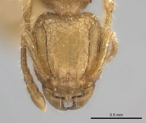 Tetramorium phasias specimen