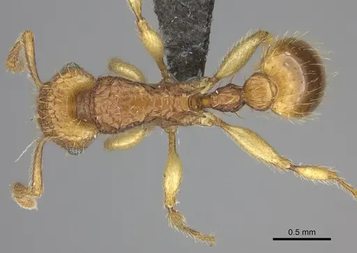 Tetramorium phasias - CASENT0235772