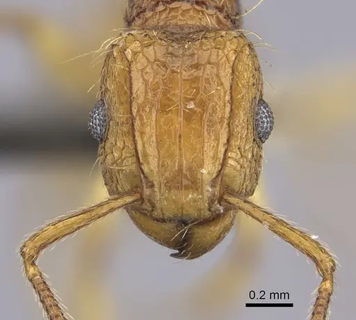 Tetramorium phasias - CASENT0235772