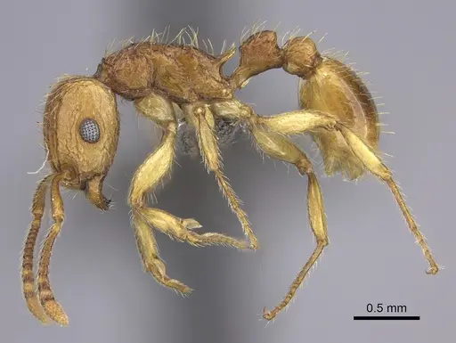 Tetramorium phasias - CASENT0235772