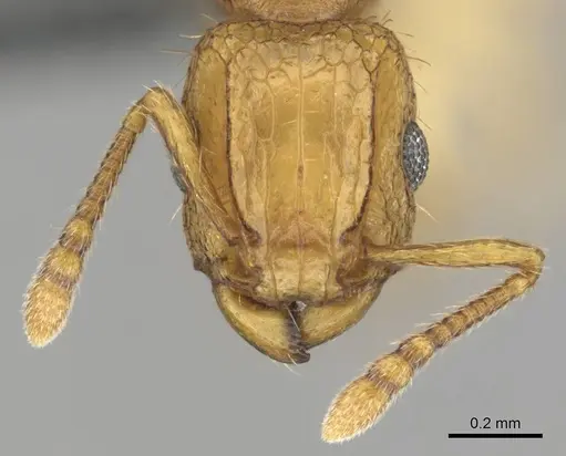 Tetramorium phasias - CASENT0250284