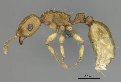 Tetramorium phasias - CASENT0250284
