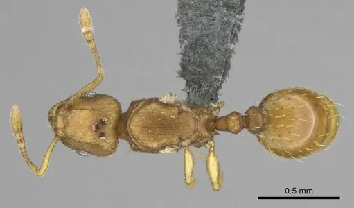 Tetramorium phasias - CASENT0250287