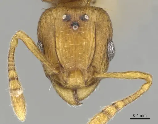 Tetramorium phasias - CASENT0250287