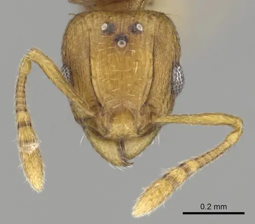 Tetramorium phasias - CASENT0250287