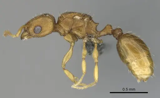 Tetramorium phasias - CASENT0250287