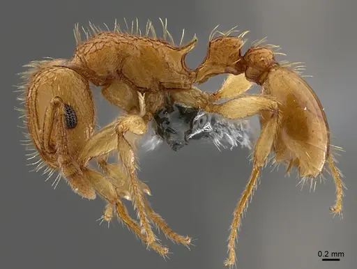 Tetramorium phasias - CASENT0781381
