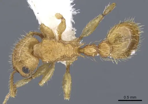 Tetramorium phasias - CASENT0901115
