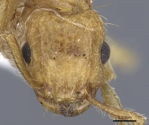 Tetramorium phasias - CASENT0901115