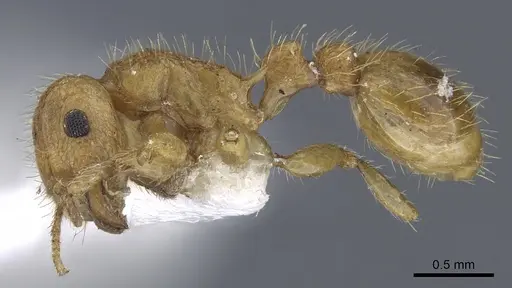 Tetramorium phasias - CASENT0901115