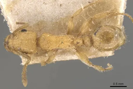 Tetramorium phasias - CASENT0909110