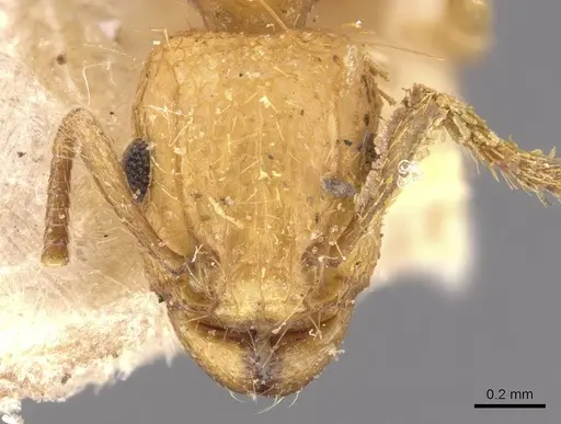 Tetramorium phasias - CASENT0909110