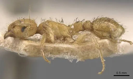 Tetramorium phasias - CASENT0909110