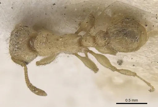 Tetramorium phasias - CASENT0915038