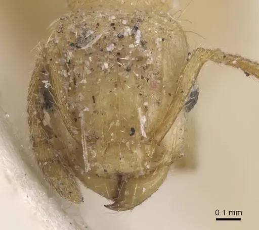 Tetramorium phasias - CASENT0915038