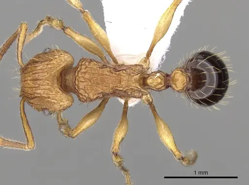 Tetramorium philippwagneri specimen
