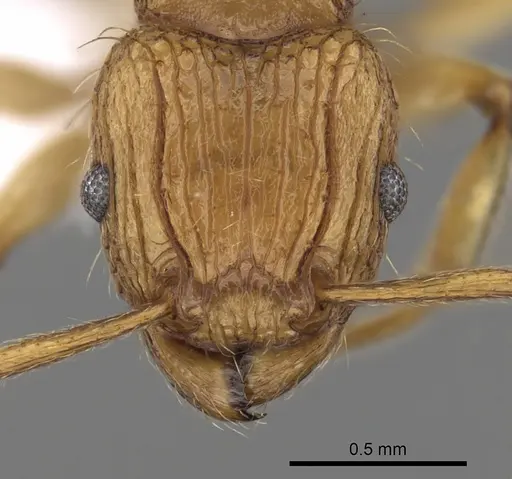 Tetramorium philippwagneri specimen