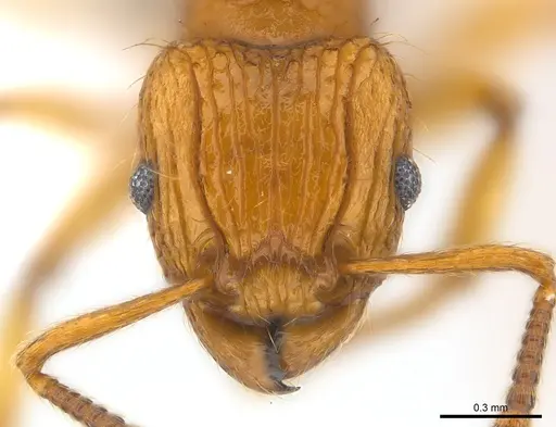 Tetramorium philippwagneri specimen