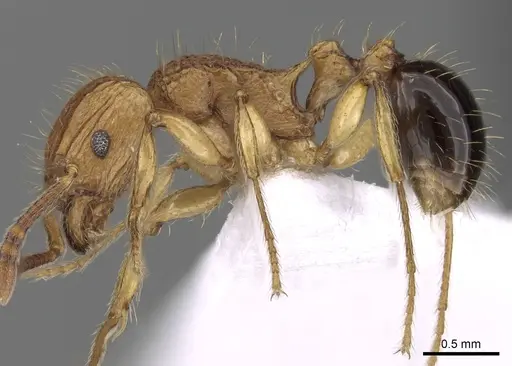 Tetramorium philippwagneri - CASENT0217069