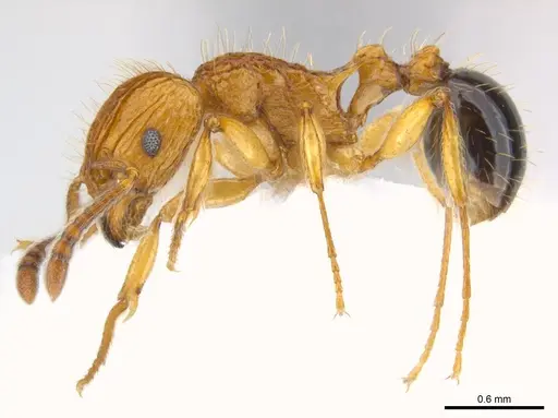 Tetramorium philippwagneri - CASENT0217069