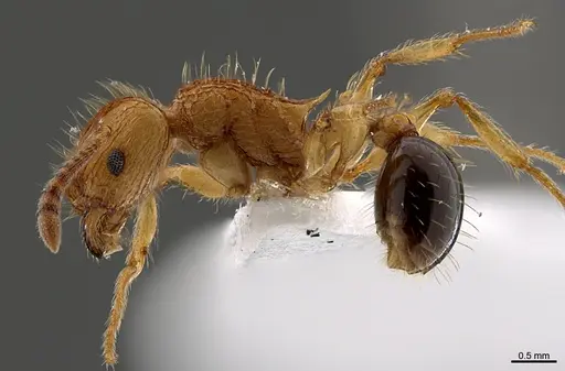 Tetramorium philippwagneri - CASENT0217320