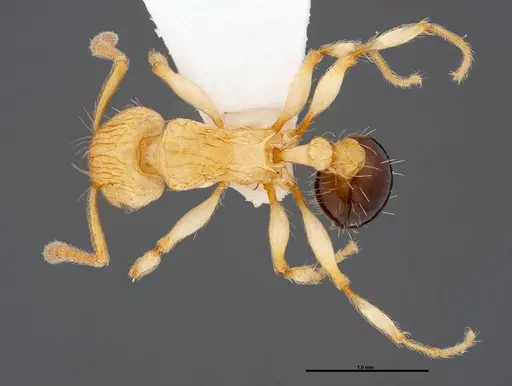 Tetramorium philippwagneri - FMNHINS0000047401