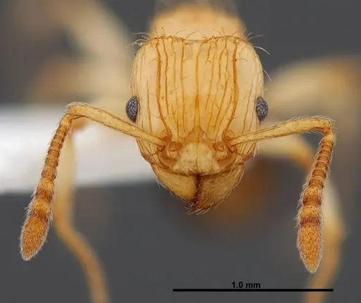 Tetramorium philippwagneri - FMNHINS0000047401