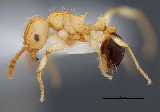 Tetramorium philippwagneri - FMNHINS0000047401