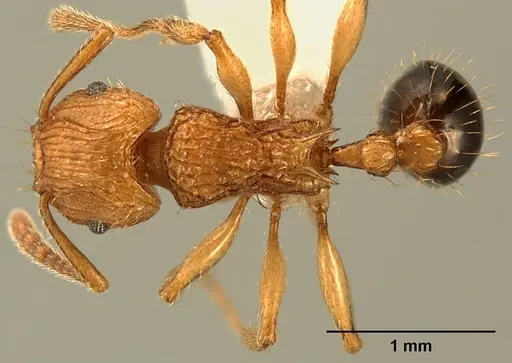 Tetramorium philippwagneri - ZFMKHYM20096178