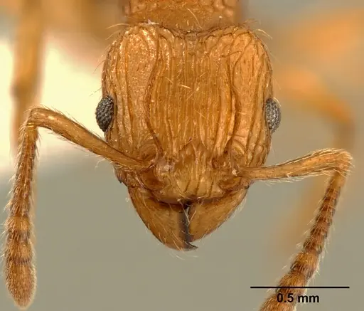 Tetramorium philippwagneri - ZFMKHYM20096178